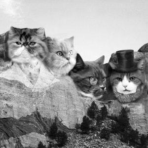 Women's Meowmore Tshirt, Cat Tee,..